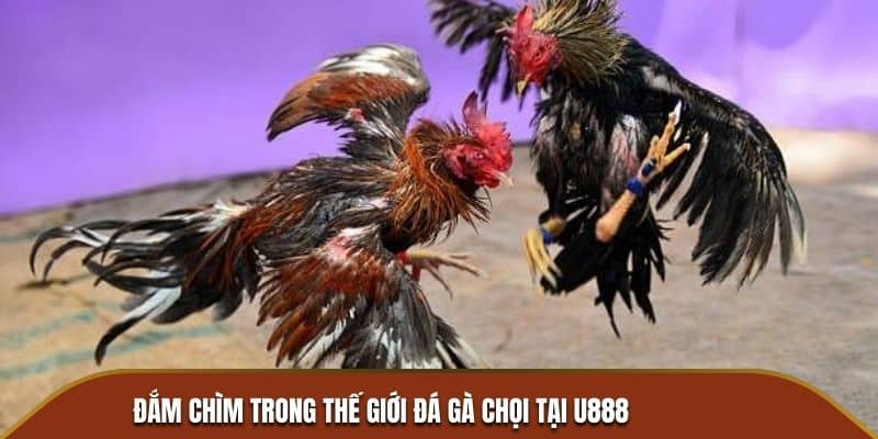 ưu điểm đá gà chọi